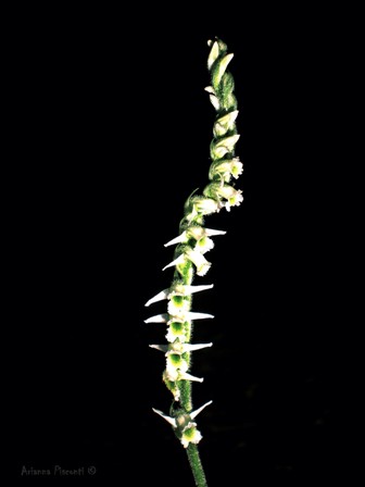 Una Spiranthes spiralis del Salento